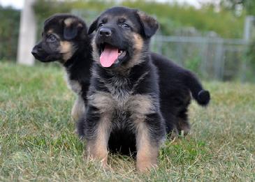 German Shepherd puppies for sale at Cher Car Kennels
