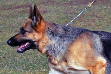 German Shepherd puppies for sale at Cher Car Kennels