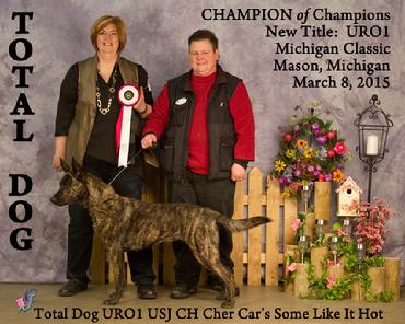 Dutch Shepherd puppies for sale at Cher Car Kennels