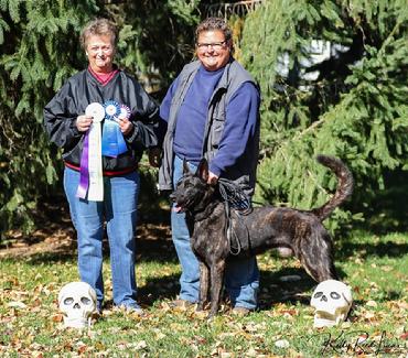 Dutch Shepherds from Cher Car Kennels