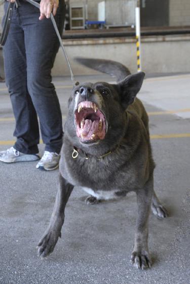 Dutch Shepherd "Rush" at Cher Car Kennels