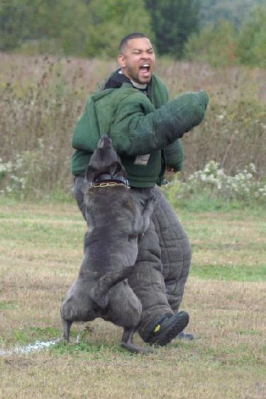Dutch Shepherd "Rush" at Cher Car Kennels