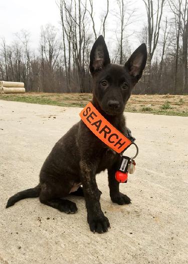 Dutch Shepherd puppies for sale at Cher Car Kennels