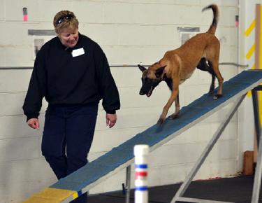 Belgian Malinois puppies for sale at Cher Car Kennels