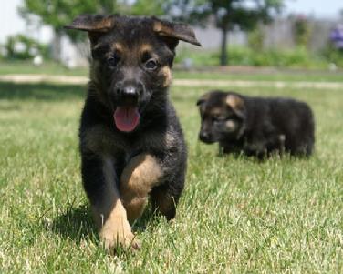 German Shepherd puppies at Cher Car Kennels
