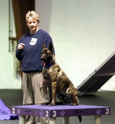 Dutch Shepherd CH "Nada" at Cher Car Kennels in St. Johns, Michigan