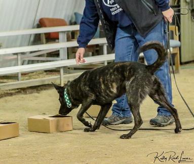 Dutch Shepherd puppies for sale at Cher Car Kennels