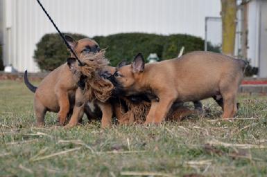 Belgian Malinois puppies for sale at Cher Car Kennels