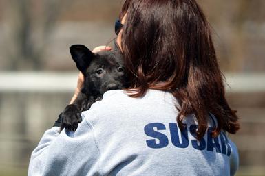 Dutch Shepherd puppies for sale at Cher Car Kennels