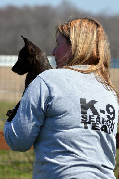 Dutch Shepherd puppies for sale at Cher Car Kennels