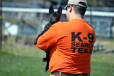 Dutch Shepherd puppies for sale at Cher Car Kennels