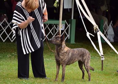 Dutch Shepherd puppies for sale at Cher Car Kennels