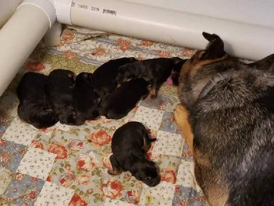 German Shepherd puppies for sale at Cher Car Kennels