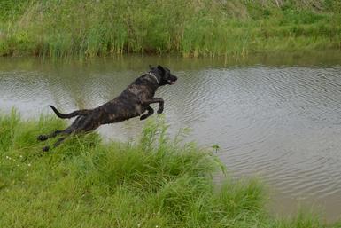 Cher Car Kennels playcare services
