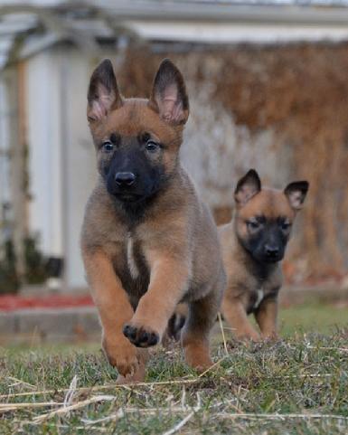 Belgian Malinois puppies for sale at Cher Car Kennels