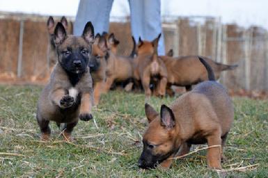 Belgian Malinois puppies for sale at Cher Car Kennels