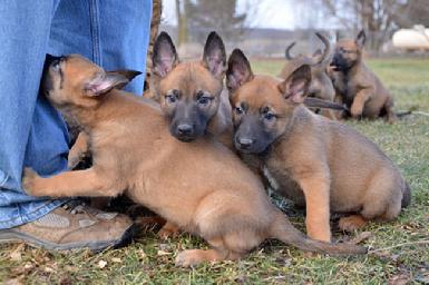 Belgian Malinois puppies for sale at Cher Car Kennels