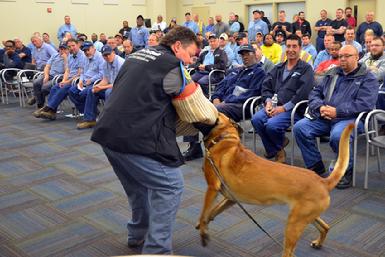 Dog Bite Prevention Training by Cher Car Kennels