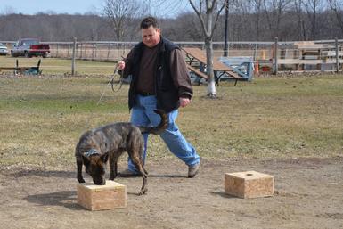 Nosework classes at Cher Car Kennels