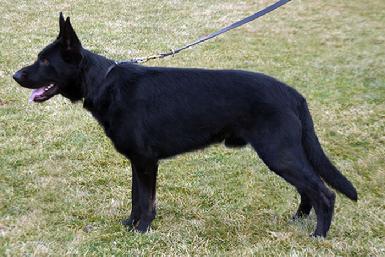 German Shepherd puppies for sale at Cher Car Kennels