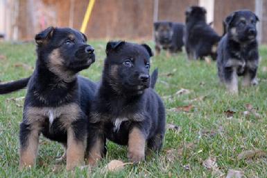 German Shepherd puppies for sale at Cher Car Kennels