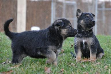 German Shepherd puppies for sale at Cher Car Kennels
