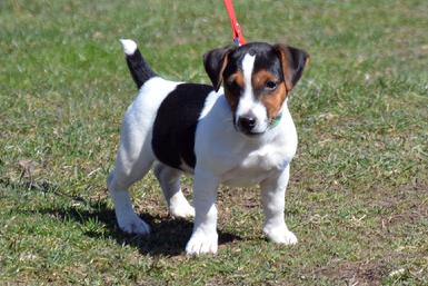 Parson Russell Terrier puppies for sale at Cher Car Kennels