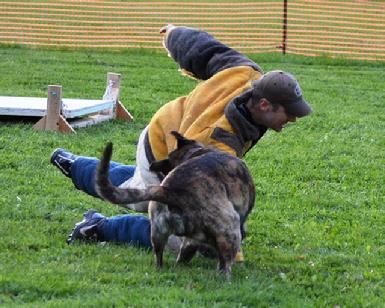 Dutch Shepherd CH "Becker" at Cher Car Kennels