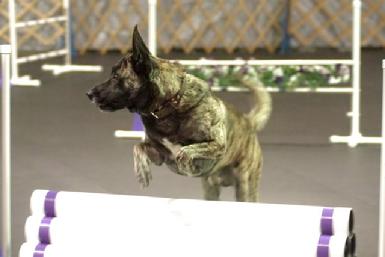Dutch Shepherd CH Becker at Cher Car Kennels