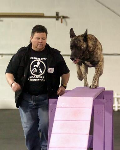 Dutch Shepherd CH Becker at Cher Car Kennels