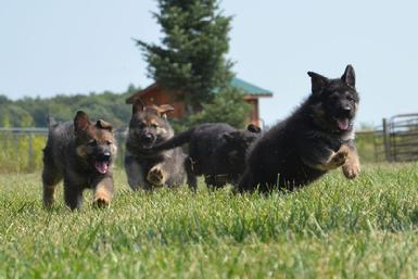 German Shepherd puppies for sale at Cher Car Kennels
