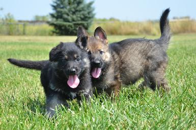 German Shepherd puppies for sale at Cher Car Kennels