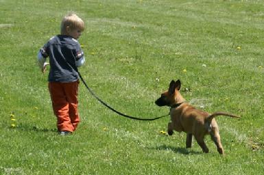 Belgian Malinois puppy at Cher Car Kennel