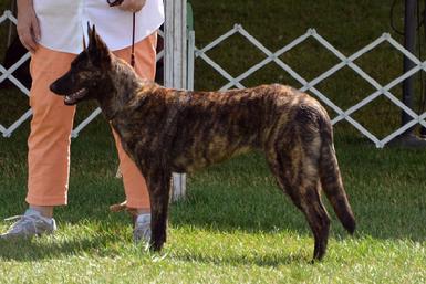 Dutch Shepherd puppies for sale at Cher Car Kennels