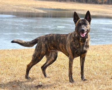 Dutch Shepherd "Chanel" at Cher Car Kennels