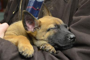 Belgian Malinois puppies for sale at Cher Car Kennels