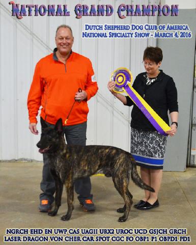 National Grand Champion Dutch Shepherd Laser Dragon von Cher Car