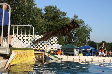 Colt is a Grand Champion Dock Jumper
