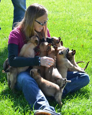 Belgian Shepherd puppies for sale at Cher Car Kennels