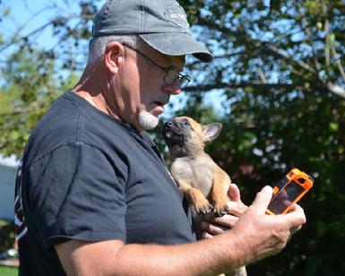 Belgian Shepherd puppies for sale at Cher Car Kennels