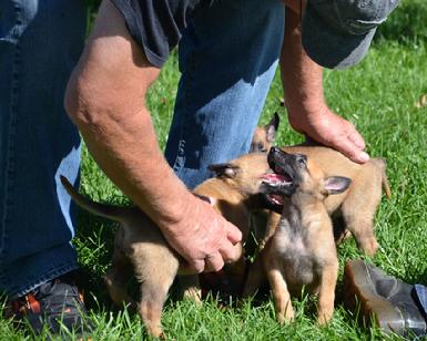 Belgian Shepherd puppies for sale at Cher Car Kennels