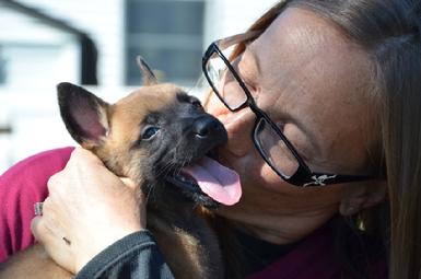 Belgian Shepherd puppies for sale at Cher Car Kennels