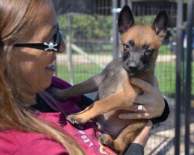 Belgian Shepherd puppies for sale at Cher Car Kennels