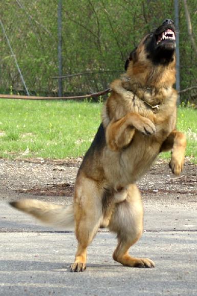 Dog bite prevention