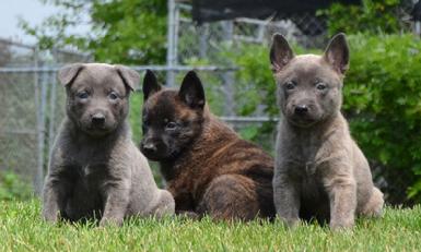 Dutch Sheoherd puppies for sale at Cher Car Kennels