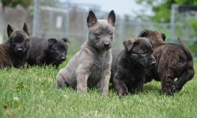 Dutch Shepherd puppies for sale at Cher Car Kennels 