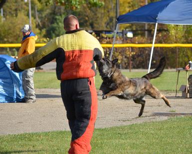 Dutch Shepherd puppies for sale at Cher Car Kennels