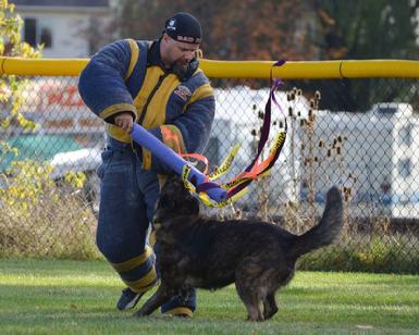 Dutch Shepherd puppies for sale at Cher Car Kennels