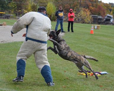Dutch Shepherd UJJ UAGII URO3 CH Cher Cars Its My Perogative BTr CSAU CGC(Becker) at Cher Car Kennels