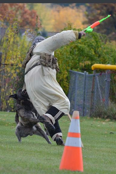Dutch Shepherd UJJ UAGII URO3 CH Cher Cars Its My Perogative BTr CSAU CGC(Becker) at Cher Car Kennels